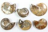 Lot: Lbs Polished Ammonites ( to ) - Pieces #76997-1